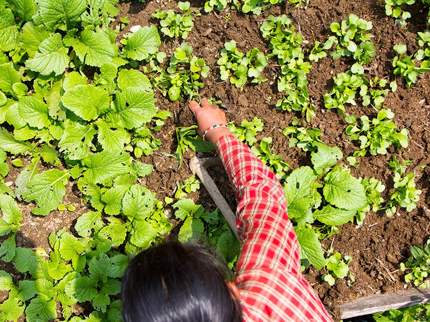 Training agriculture participants to grow more